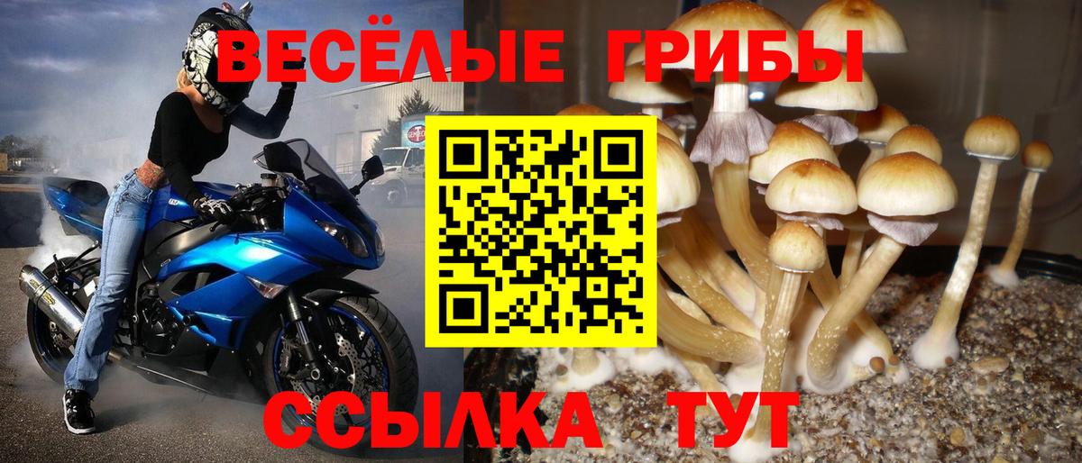 Алейск  Галлюциногенные грибы Magic Shrooms  Вход с VPN 